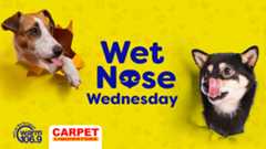 Wet Nose Wednesday Wet Nose Wednesday