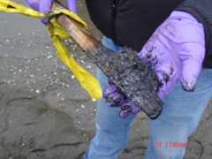 Department of Ecology photo showing sludge removed from the Catala wreckage.