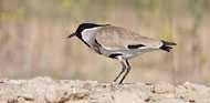 River Lapwing