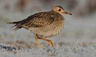 Upland Sandpiper