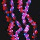 Decoration DNA