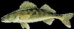 State Fish: Walleye