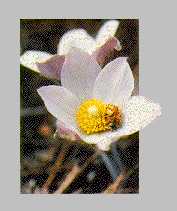 Pasque: The State Flower
