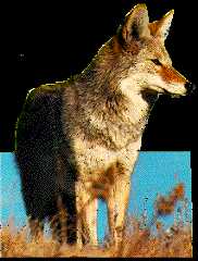 Coyote: State Animal