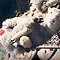 Australian Wool Industry Dealt Crushing Blow as Lawsuit Dropped