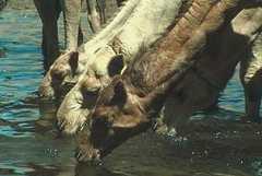 Drinking camels