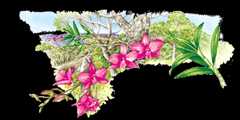 illust: Marion Westmacott ©ANBG