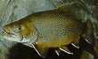 Brook Trout