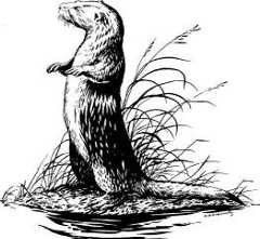 River otter Lutra canadensis