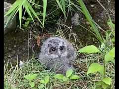領角鴞幼雛落單台東校園 眨眼萌樣引騷動