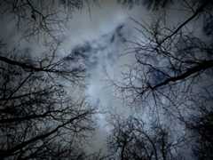 Moonlight visible above trees