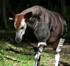 Okapi at Epulu breding center