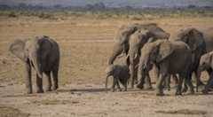 TomStahlWCN_Elephants-14