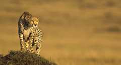 cheetah_Ken and Michelle Dyball