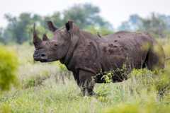 White rhino (Susan McConnell)