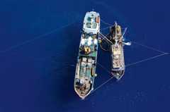 Fig. 3.26: © Alex Hafford/AFP ImageForum/Getty Images 3.25 > Transshipment is typical of IUU fishing. As seen here off the coast of Indonesia, smaller fishing vessels transfer their illegally caught fish onto larger refrigerated transport ships (reefers). The fishing vessels are restocked with fuel and supplies at the same time, enabling them to remain at sea for many months. © Alex Hafford/AFP ImageForum/Getty Images