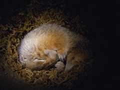 fig. 4.11 © Ingo Arndt/Minden Pictures