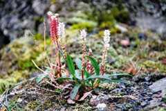 fig. 4.17 © Erlend Bjørtvedt, Online: https://commons.wikimedia.org/wiki/File:Polygonum_viviparum_IMG_3660_harerug_longyeardalen.jpg (Stand: 13.08.2019)