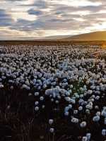 fig. 4.20 © David Gaspard/ArcticNet