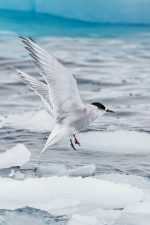 fig. 4.4 © Michael S. Nolan/agefotostock