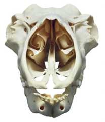 fig. 4.8 © Museum Wiesbaden, Online: ­https://commons.wikimedia.org/wiki/File: Rangifer_tarandus_02_MWNH_148.jpg (Stand: 09/2019)