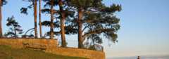 Clump of trees