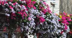 Community flowers
