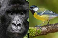 「動物に言語はあるのか？」