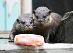 【#佐藤優のシン世界地図探索126】「獣時代」の戦争の終わらせ方