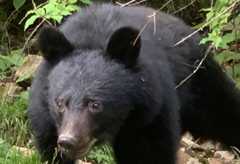 クマと闘う「警察スナイパー」が覚えるべき狙撃術とは?