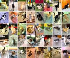 メルハバ! べニム・アドゥム・ケイサトウ!~イスタンブール(前編)【「新型コロナウイルス学者」の平凡な日常】