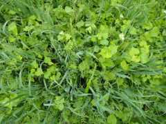 Pretty polyculture; diverse but productive? Photo: A. McGuire