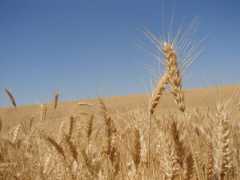 Wheat growing in a monoculture in eastern WA. Photo: Seattle.roamer