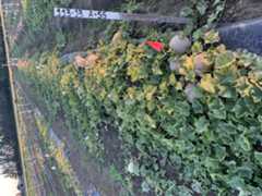 Grafted 'Athena' cantaloupe getting ready for harvest