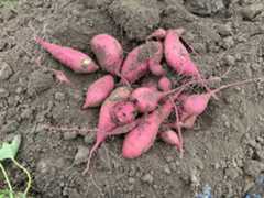 Red skin sweetpotatoes immediately after harvesting