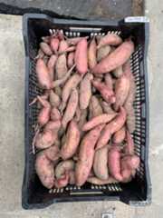 Sweetpotatoes in black crate after removing excess dirt