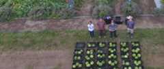 Vegetable extension team in a field and harvested watermelons  
