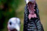 A century in, Virginia’s turkey industry is a top producer nationwide