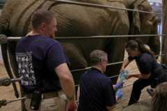 A large ‘charismatic’ animal is about to be born at DC’s National Zoo — an Asian elephant