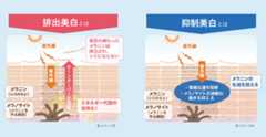 排出美白と抑制美白の肌イメージ図