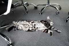 画像ギャラリー No.008のサムネイル画像 / 自分達の実力だけで成功したわけじゃない。だからいまのうちにもっと会社を強くしないと――アズールレーン，アークナイツ……立て続けにヒットを飛ばすパブリッシャ「Yostar」の若き社長は語る