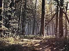 魔女伝説の残るブラックヒルズの森を高解像度で堪能できる，「Blair Witch」の最新トレイラー公開