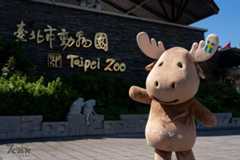 VOLVO 在地落實品牌永續 攜臺北市立動物園二度投身動物保育 擴大守護國王企鵝、黑腳企鵝 打造全新企鵝館永續親子互動體驗