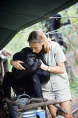 Jane Goodall found that wild chimpanzees experience emotions much like those of human beings. (Photo by Hugo van Lawick, National Geographic Society)