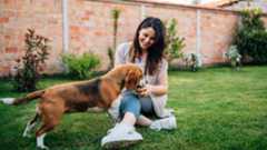 c30 beagle and woman