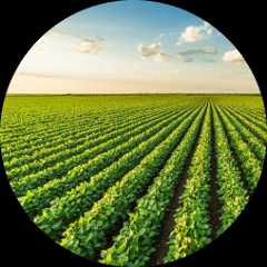 A landscape of rows of crops stretching far into the distance.