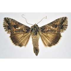 /filer/webapps/moths/media/images/N/ni_Trichoplusia_AF_NHMO_02.jpg
