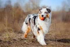 Australian Shepherd