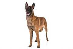 Belgian Malinois