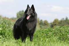 Belgian Sheepdog